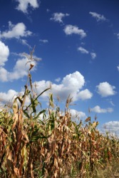 Corn stalks in a field. Corn stalks in a field.