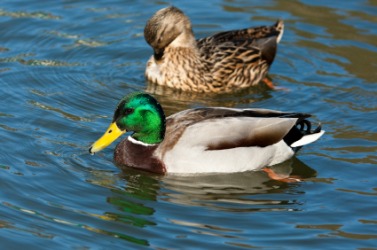 A male duck and his mate. A male duck and his mate.