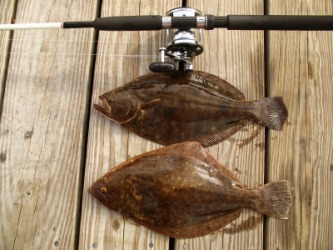 A pair of fresh caught flounder. A pair of fresh caught flounder.