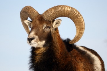 An adult ram. An adult ram.