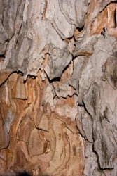 Tree bark. Tree bark.