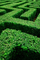A labyrinth made by carefully trimmed hedges. A labyrinth made by carefully trimmed hedges.