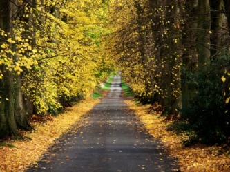 A country lane in Autumn. A country lane in Autumn.
