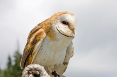 A barn owl. A barn owl.