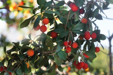 Fruit bearing branches of the madrono tree. Fruit bearing branches of the madrono tree.