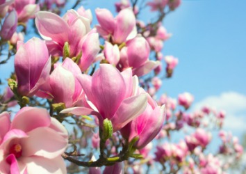 Pink magnolia flowers. Pink magnolia flowers.