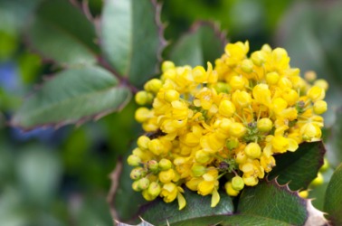 The blossoms of the mahonia. The blossoms of the mahonia.