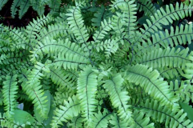 A maidenhair fern. A maidenhair fern.
