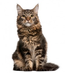 A young Maine coon cat. A young Maine coon cat.