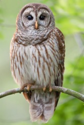 The barred owl. The barred owl.