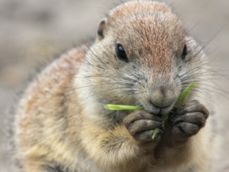 A groundhog nibbles a piece of grass. A groundhog nibbles a piece of grass.