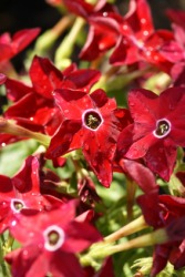 Red nicotiana flowers. Red nicotiana flowers.