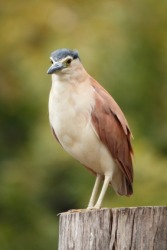 The night heron. The night heron.