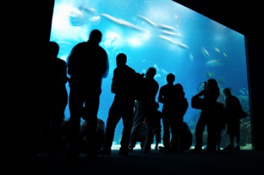 People viewing an oceanarium. People viewing an oceanarium.