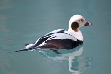 A beautiful oldsquaw duck. A beautiful oldsquaw duck.