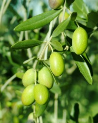 Green olives on an olive tree. Green olives on an olive tree.