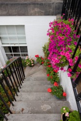 Steps leading down to a basement. Steps leading down to a basement.
