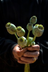Seed pods of the opium poppy. Seed pods of the opium poppy.