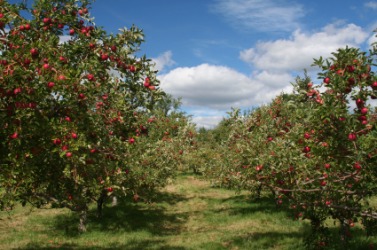 A pleasant apple orchard. A pleasant apple orchard.