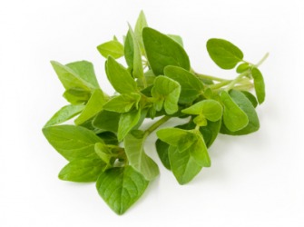 A sprig of fresh oregano. A sprig of fresh oregano.