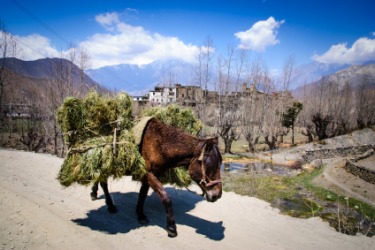 A mule being used as a pack animal. A mule being used as a pack animal.
