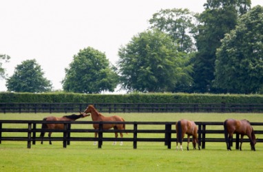 Horses grazing in the paddock. Horses grazing in the paddock.