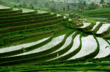 Rice paddies. Rice paddies.
