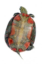 A painted turtle. A painted turtle.