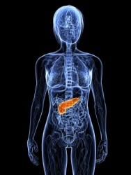 An illustration of the pancreas. An illustration of the pancreas.