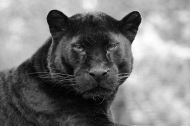 A big black panther. A big black panther.