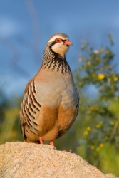 A red legged partridge. A red legged partridge.