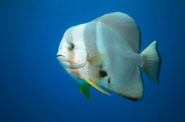 A batfish in the Indian Ocean. A batfish in the Indian Ocean.