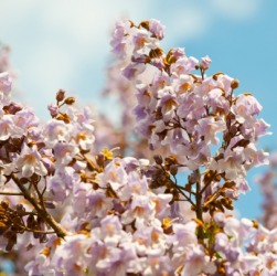 A flowering branch of the paulownia tree. A flowering branch of the paulownia tree.