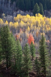 A forest of quaking aspens. A forest of quaking aspens.