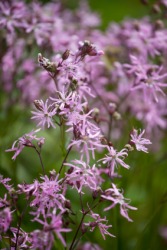 The flowers of the ragged robin. The flowers of the ragged robin.