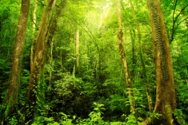 A lush rainforest. A lush rainforest.