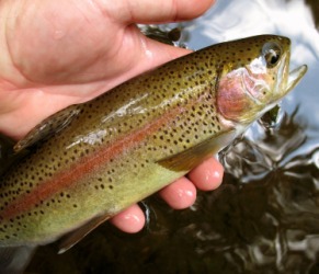 A fresh caught rainbow trout. A fresh caught rainbow trout.