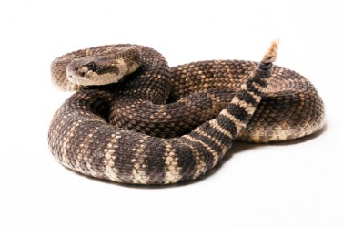 A coiled Pacific rattlesnake. A coiled Pacific rattlesnake.