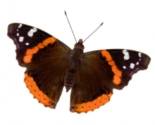 The red admiral butterfly. The red admiral butterfly.