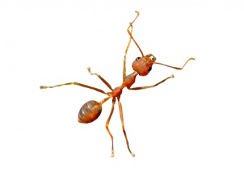 A red ant. A red ant.