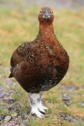 A male red grouse. A male red grouse.