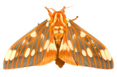The regal moth. The regal moth.