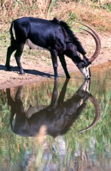 A sable antelope. A sable antelope.