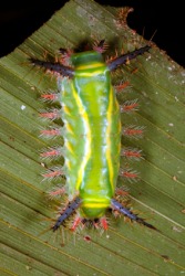 A saddleback caterpillar. A saddleback caterpillar.