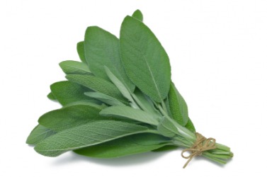 Leaves of the sage plant. Leaves of the sage plant.