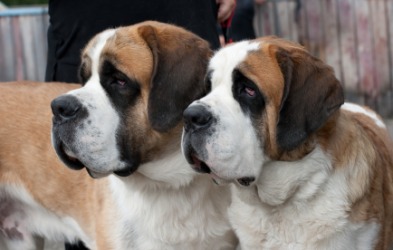 A pair of Saint Bernard's. A pair of Saint Bernard's.
