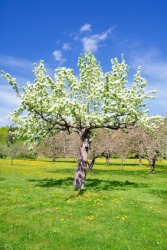 An apple tree abloom. An apple tree abloom.