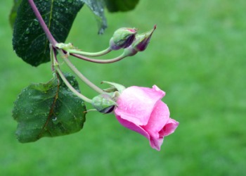 A delicate bloom on a rose bush. A delicate bloom on a rose bush.