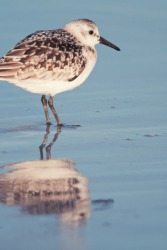 A sandpiper feeding on the beach. A sandpiper feeding on the beach.