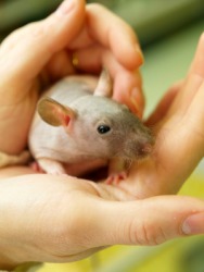 This little mouse has beady eyes. This little mouse has beady eyes.